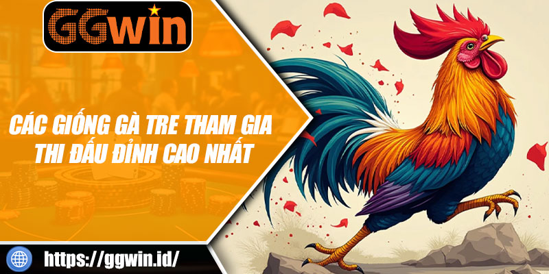 Các Giống Gà Tre Tham Gia Thi Đấu Đỉnh Cao Nhất