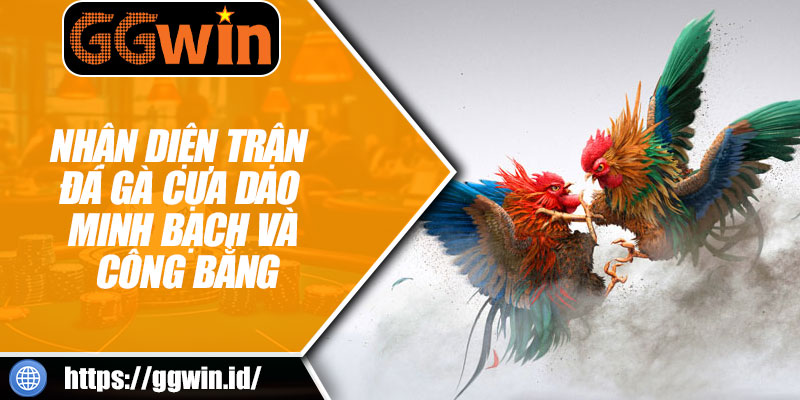 Nhận Diện Trận Đá Gà Cựa Dao Minh Bạch Và Công Bằng